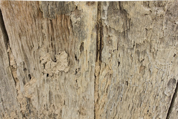 Termites, Worm infested wood as background