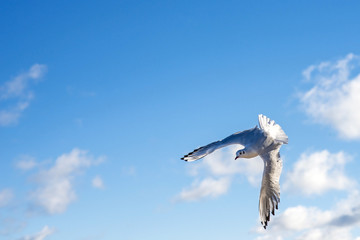 Lachmöwe beim Flug