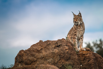 Lynx en liberté