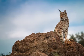 Fotobehang Lynx Lynx in vrijheid