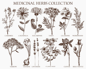 Vector collection of hand drawn spices and herbs. Botanical plant illustration. Vintage medicinal herbs sketch set.