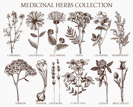 Vector Collection Of Hand Drawn Spices And Herbs. Botanical Plant Illustration. Vintage Medicinal Herbs Sketch Set.