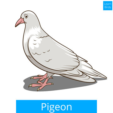 Pigeon learn birds educational game vector