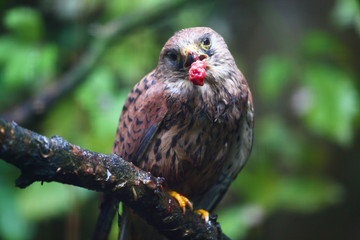 essender Falke