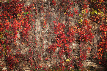 Wall covered by the multicolored leaves in autumn background.