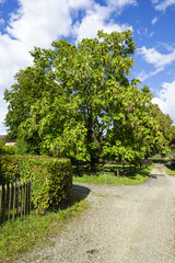 Obraz premium Green tree