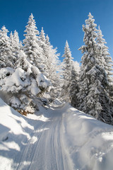 Bajkowa droga przez zimowy las - obrazy, fototapety, plakaty