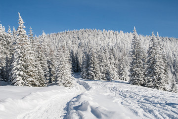 Fototapeta na wymiar Droga przez zasypany śniegiem las w górach