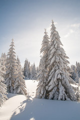 Drzewa przykryte przez śnieg © jakubczajkowski