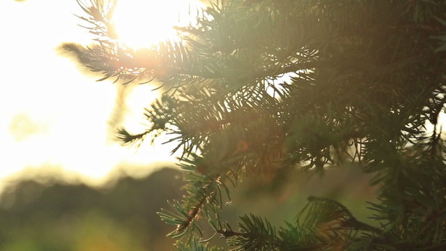 Sunlight and lens flare,tree leaves