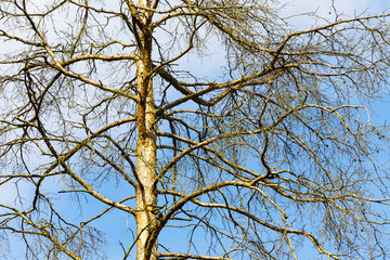 Upper branches of a tree