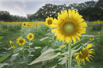 Sunflower in the garden, selective focus