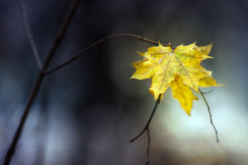 Single maple./ Lonely maple leaf is very bright on the branches in the autumn.