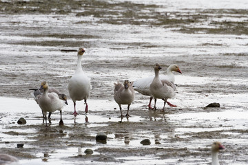 Snow Goose