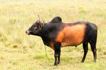 male cow on Meadow