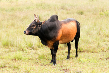 male cow on Meadow