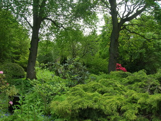 Obraz premium Tipico sottobosco in una zona verde vicina a Edimburgo