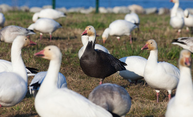 Snow Goose and Blue Geese