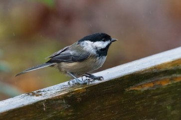 Fototapeta premium Black-capped Chickadee