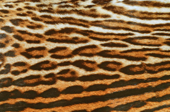 skin of leopard