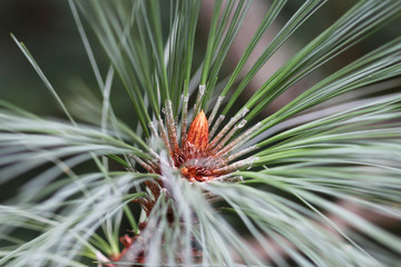 Pine Tree Detail