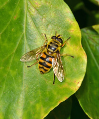 mosca somigliante a un'ape