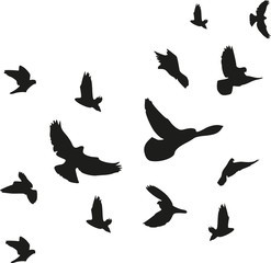 Background of flying birds flock