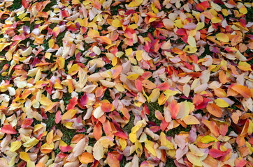 Viele bunte Blätter