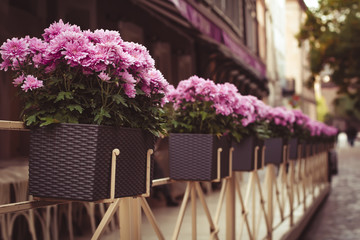Pink flowers in pots near cafe
