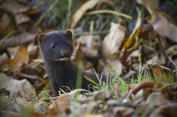 The American mink hid in autumn foliage.
