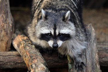 regard du raton laveur