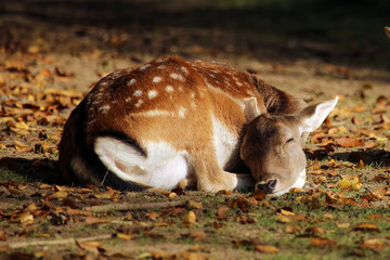 sieste du faon
