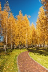 Вид на осеннюю березовую рощу