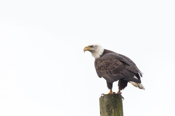  bald eagle