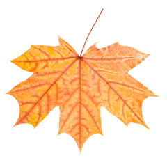 orange-yellow maple leaf