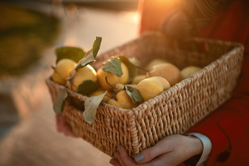 Hands holding a basket with mellow quince