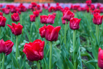 A field of red beautiful tulips