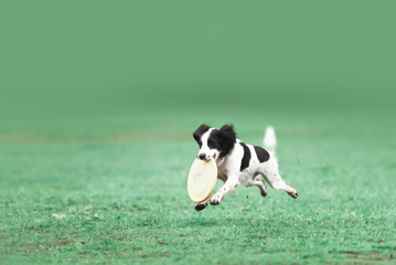 picture of a fast dog running 