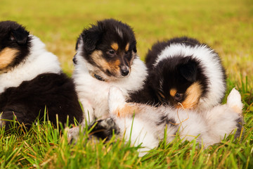 Obraz premium süße Colliewelpen