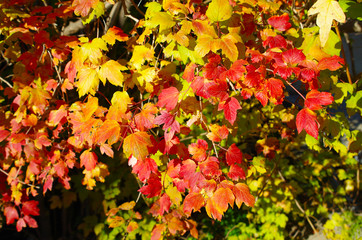 Naklejka na ściany i meble Background of bright red and yellow maple leaves