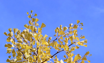 Fall ginkgo tree gentle yellow leaves on blue sky background