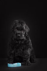 puppy big black terrier