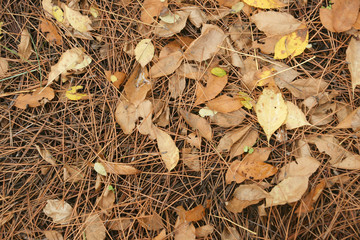 autumn palette 1