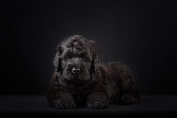 puppy big black terrier