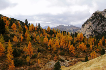 Herbstlicher Wald im Gebirge