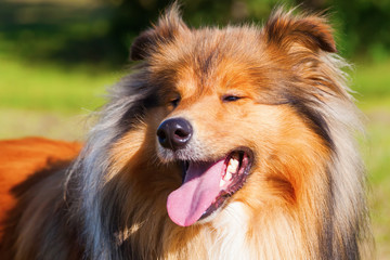 Naklejka premium Portrait eines Langhaar-Collie