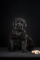 puppy big black terrier