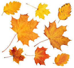 autumn maple leaves collection, object set isolated on white