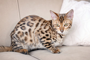 Beautiful Bengal kitten on sofa in room