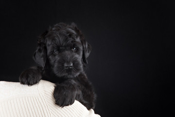 puppy big black terrier - obrazy, fototapety, plakaty